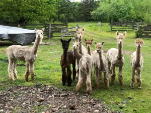 Meadowview Alpaca Farm