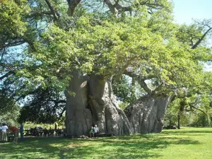 Sunland Big Baobab