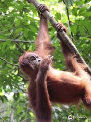 Hiking Trek Sumatra