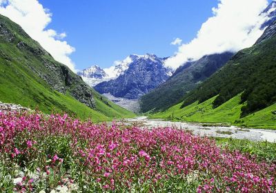 Valley of Flowers National Park