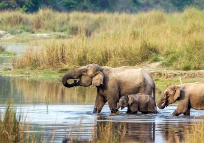 Chitwan Jungle Safari