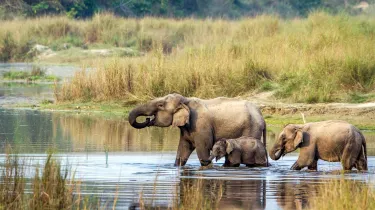 Chitwan Jungle Safari Các khách sạn ở Chitwan