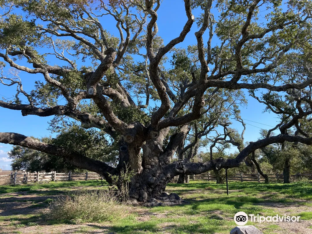 2_The Big Tree