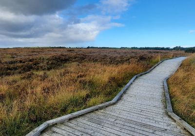 Clara Bog Boardwalk