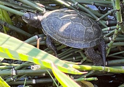 Refuge turtles