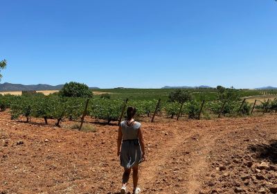 Bodega Vera de Estenas