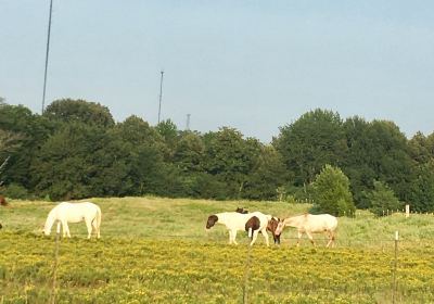 Shelby Farms Park