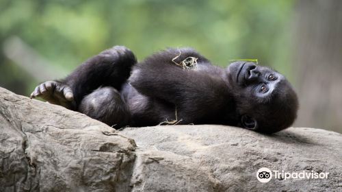 Zoo Atlanta