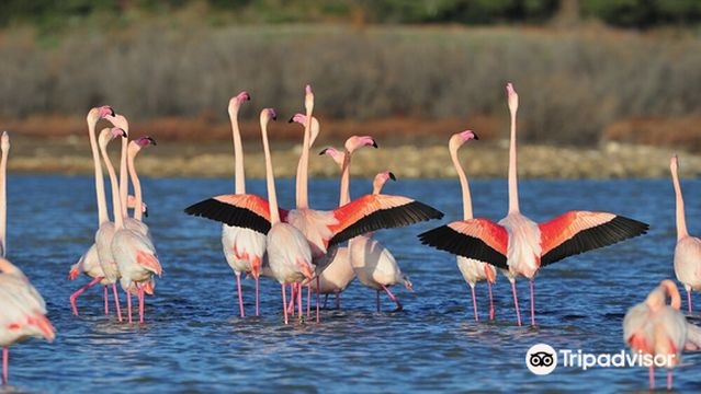 The Sigean African Reserve