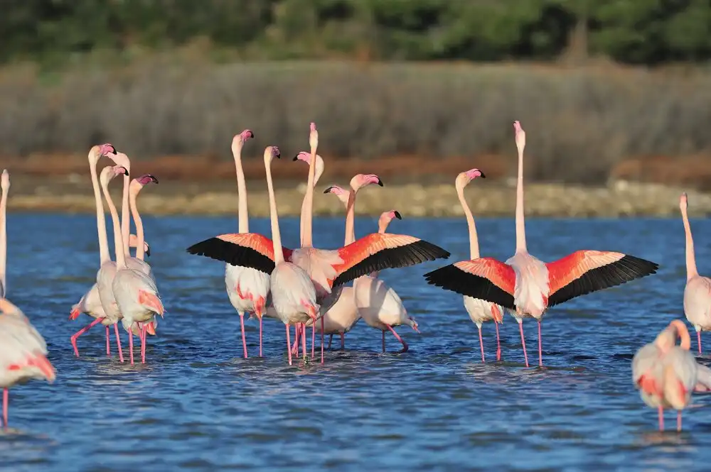 Hotels near The Sigean African Reserve