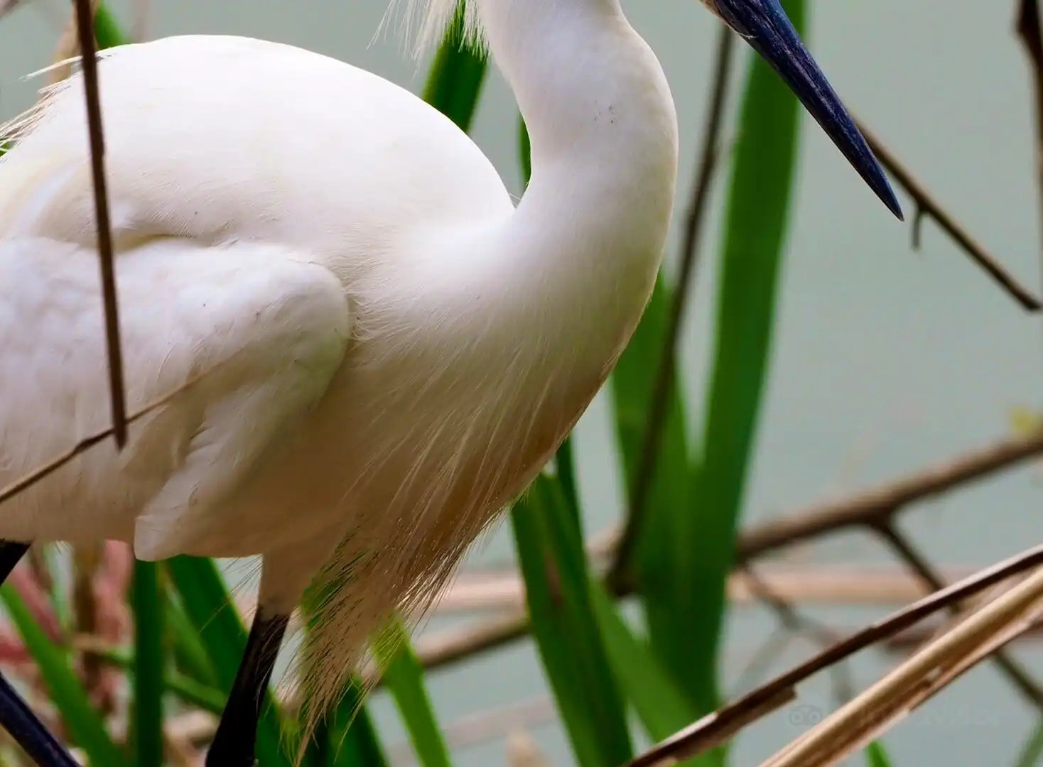 Hotels near Houston Audubon