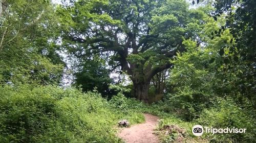 Old Sneed Park Nature Reserve