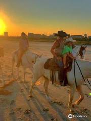 Galveston Island Horse and Pony Rides