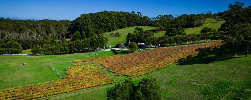 Waratah Hills Vineyard