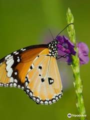 Ovalekar Wadi Butterfly Garden