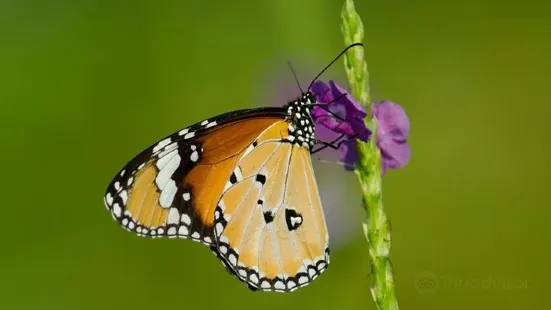 Ovalekar Wadi Butterfly Garden