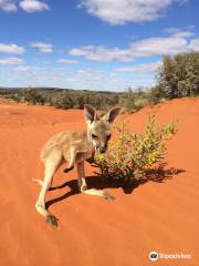 The Kangaroo Sanctuary