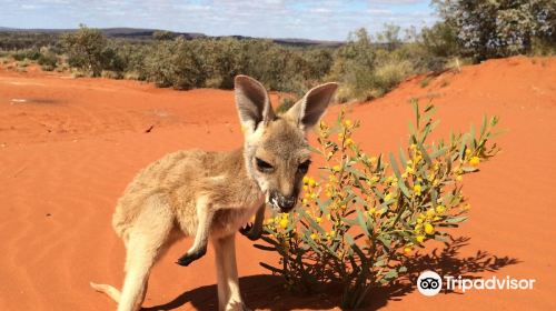 The Kangaroo Sanctuary