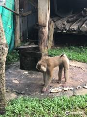 Mae Rim Monkey School