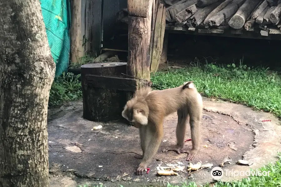 Mae Rim Monkey School