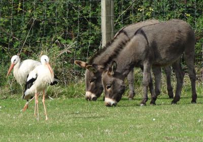 Shorelands Wildlife Gardens