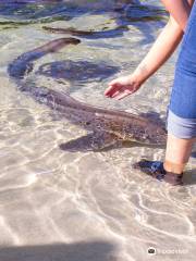 Irukandji Shark & Ray Encounters