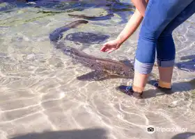 伊魯康吉水族館邂逅鯊魚和鰩魚