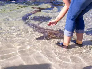 伊魯康吉水族館邂逅鯊魚和鰩魚