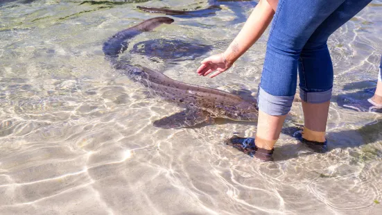 Irukandji Shark & Ray Encounters