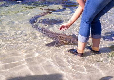 Irukandji Shark & Ray Encounters