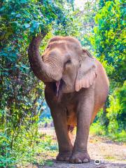 Pattaya Elephant Sanctuary