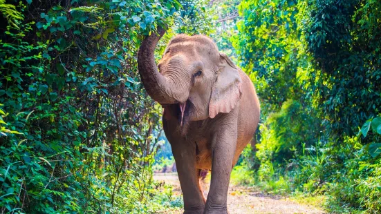 Pattaya Elephant Sanctuary