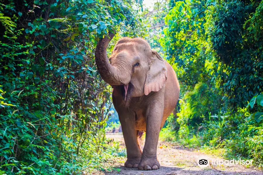 Pattaya Elephant Sanctuary