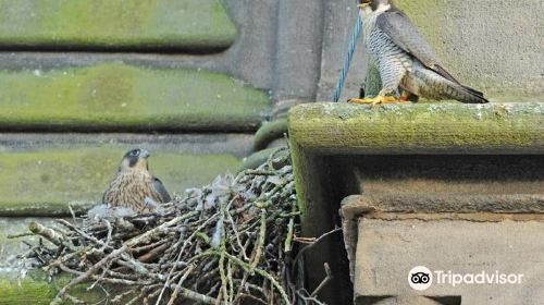 Owl & Bird Of Prey Sanctuary