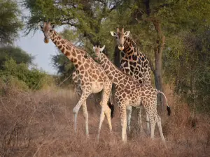 Zakouma National Park