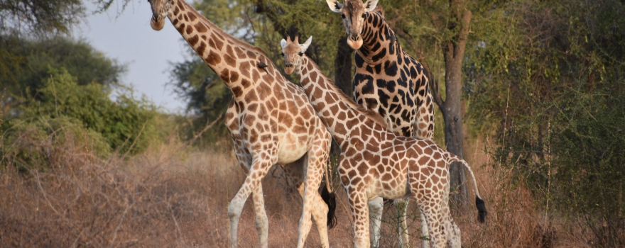Zakouma National Park
