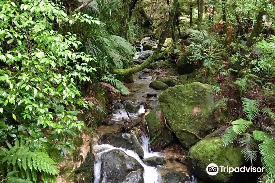 Waiomu Kauri Grove Walk