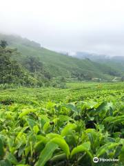 Cameron highland orchid and rose garden