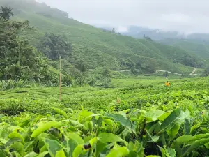 Cameron highland orchid and rose garden
