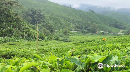 Cameron highland orchid and rose garden