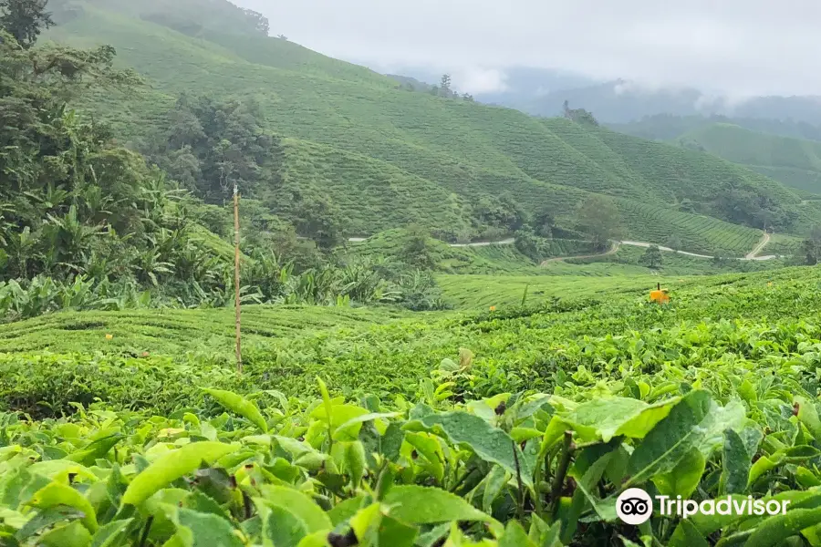 生蘭與玫瑰園