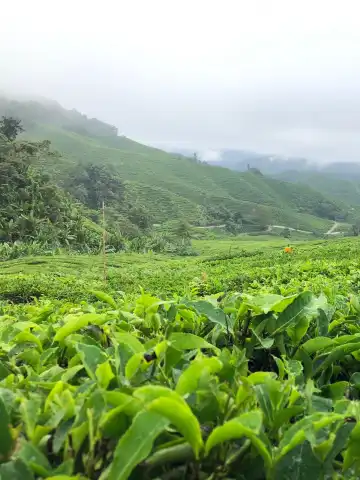 Hotel berhampiran Cameron highland orchid and rose garden