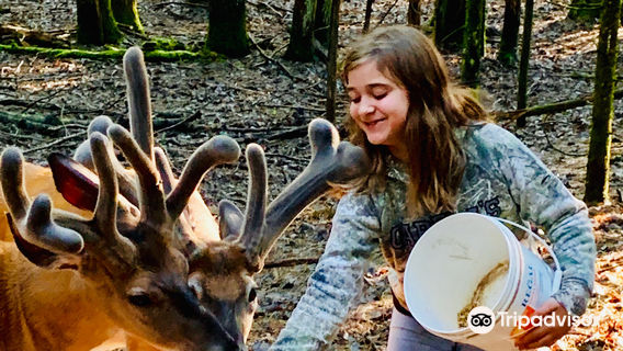 Dream Acre Whitetails