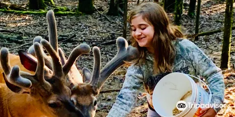 Dream Acre Whitetails