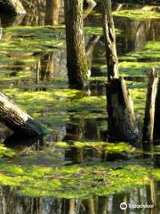 Westminster Ponds