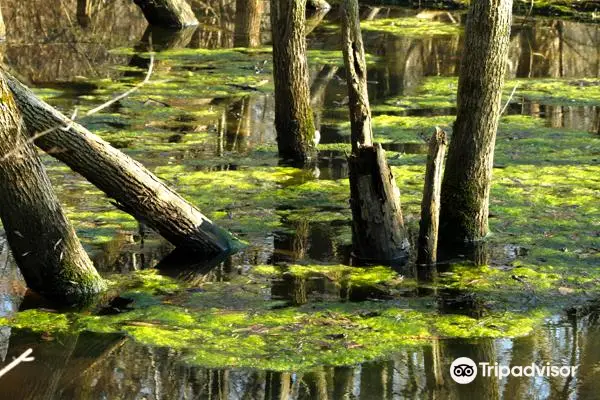 Westminster Ponds/Pond Mills Conservation Area