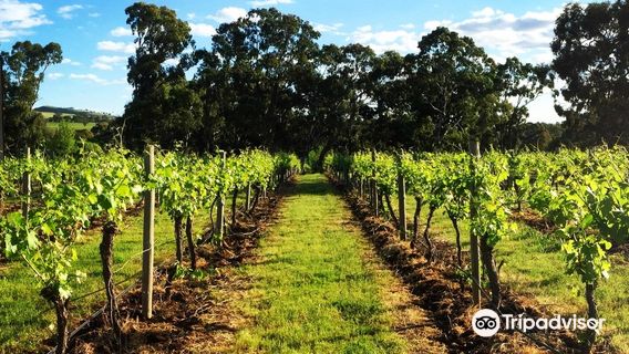 Moorooroo Park Vineyards