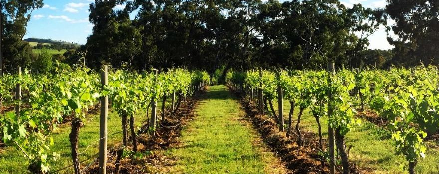 Moorooroo Park Vineyards