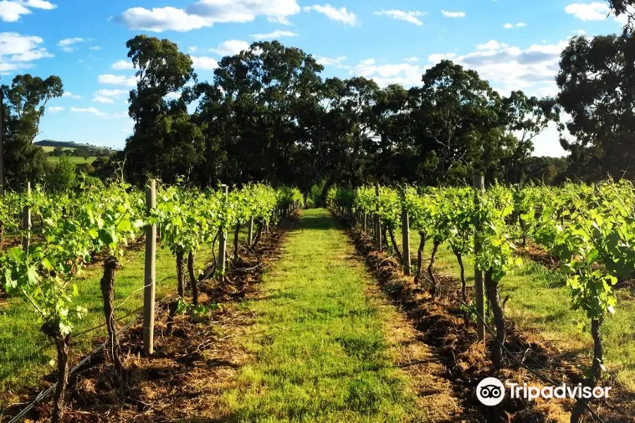 Moorooroo Park Vineyards