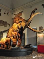 Civic Museum of Natural Sciences in Bergamo